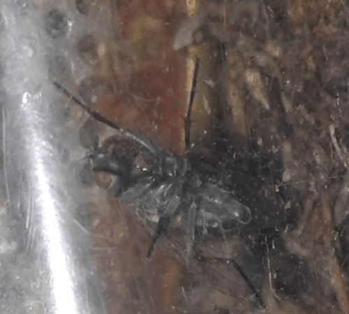 Muscoidea: cfr. Phaonia trimaculata (Muscidae)